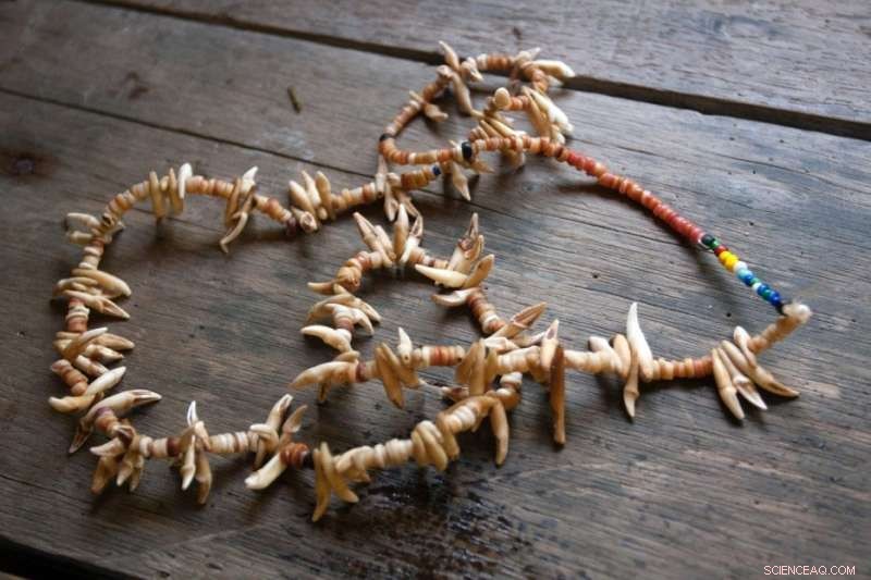 Protecting Giant Tropical Fruit Bats: Partnering with Local Hunters Using Bat Teeth as Currency