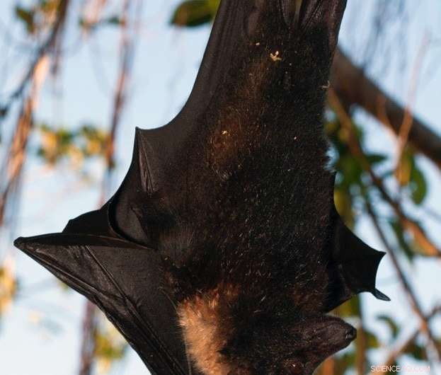 Protecting Giant Tropical Fruit Bats: Partnering with Local Hunters Using Bat Teeth as Currency