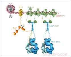 Structural Insights into DNA Damage Response Mechanisms