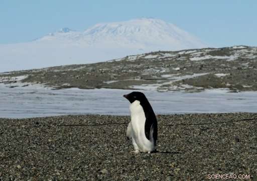 Australia & France Lead Push to Protect East Antarctica with a New Marine Sanctuary