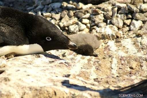 Australia & France Lead Push to Protect East Antarctica with a New Marine Sanctuary