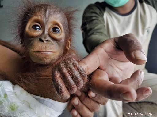 Orangutan Orphans Reveal the Impact of Habitat Loss
