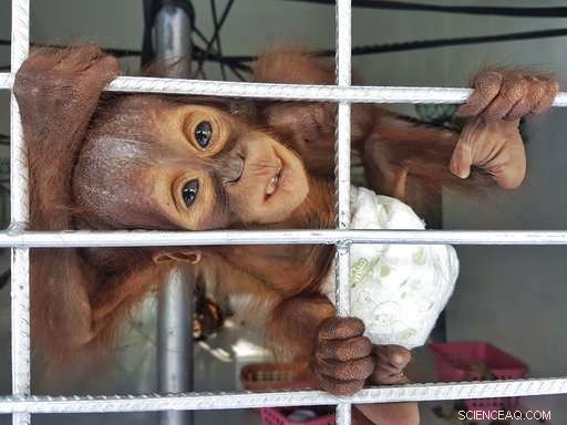 Orangutan Orphans Reveal the Impact of Habitat Loss