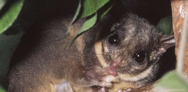 Increased Sightings of Endangered Species Don t Necessarily Indicate Recovery