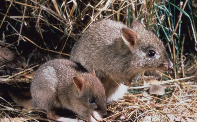 Increased Sightings of Endangered Species Don t Necessarily Indicate Recovery