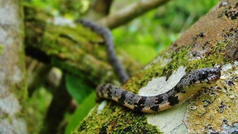 Herpetofauna Thrive in Belize Citrus Orchards: Adaptation and Biodiversity Insights