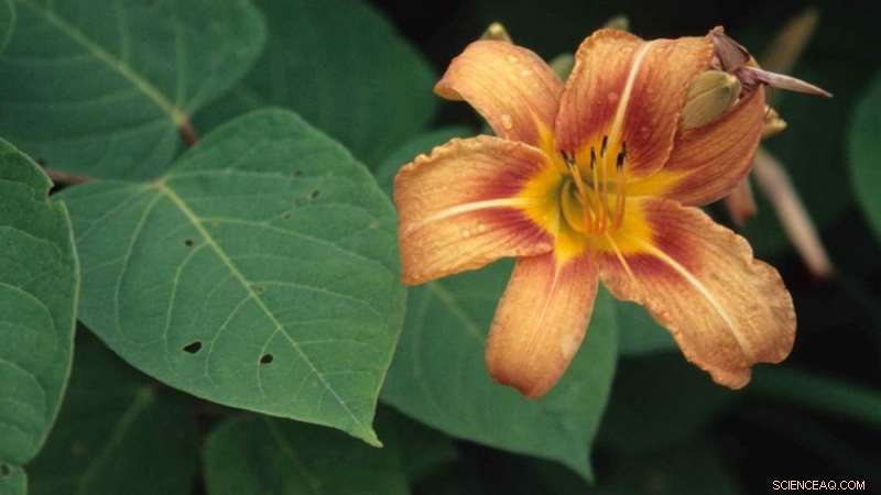 How Far Do Invasive Species Travel? Understanding Global Spread