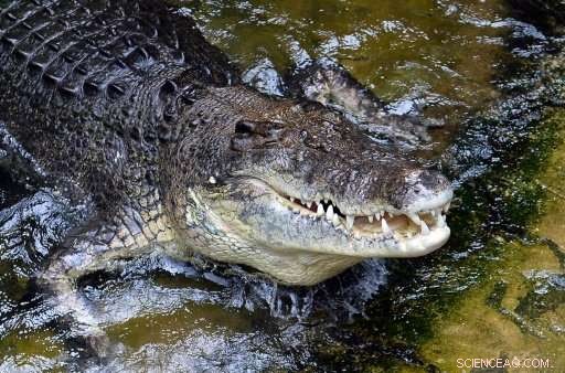 Human Remains Discovered Inside a Large Australian Crocodile