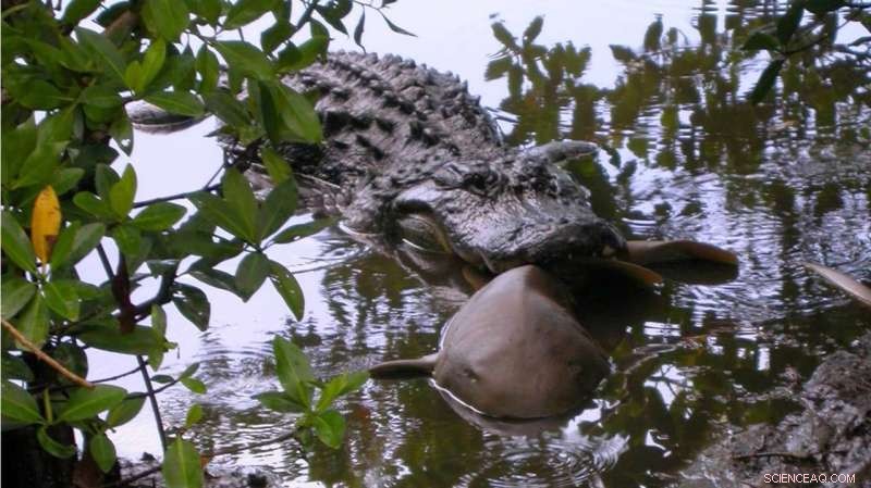 New Study Reveals Alligators Prey on Sharks, According to K-State Researcher
