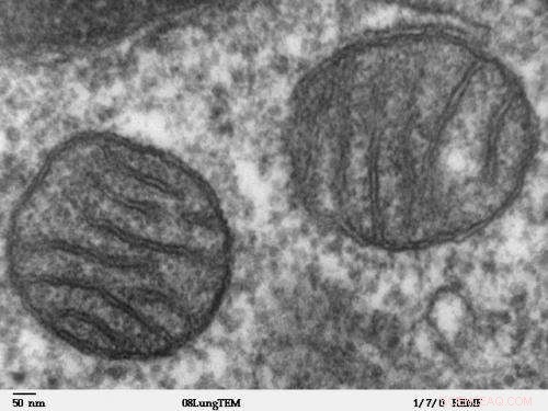 New Discovery Reveals Unexpected Role of RNase P in Mitochondrial Function