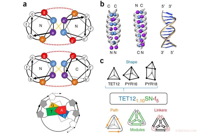 Tiny Protein Coiled‑Coil Modules Self‑Assemble into Functional Cages