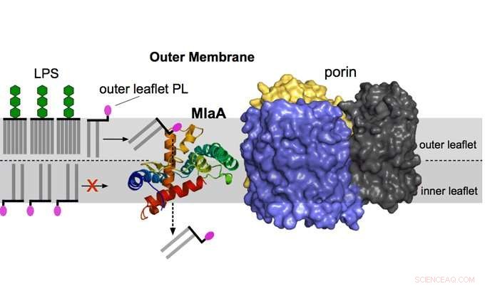 Why Bacterial Membrane Asymmetry Is Crucial
