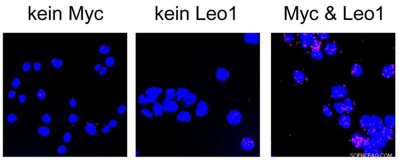 Exploring Myc-PAF1 Interactions and Their Impact on Cancer Cell Growth