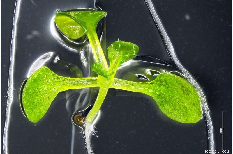 Scientists Reveal How Plant Roots Circumvent Oxygen‑Deficient Soil