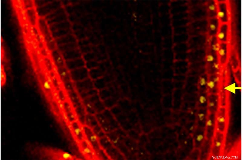 Scientists Reveal How Plant Roots Circumvent Oxygen‑Deficient Soil