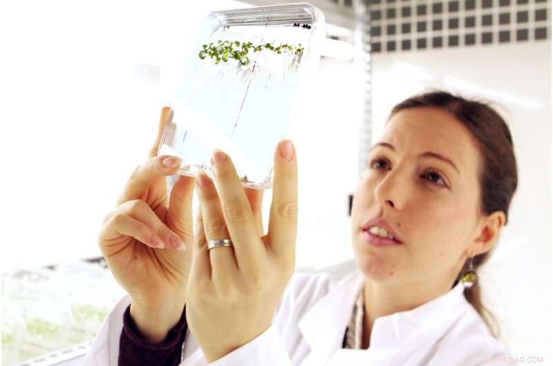 Scientists Reveal How Plant Roots Circumvent Oxygen‑Deficient Soil