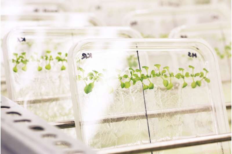 Scientists Reveal How Plant Roots Circumvent Oxygen‑Deficient Soil