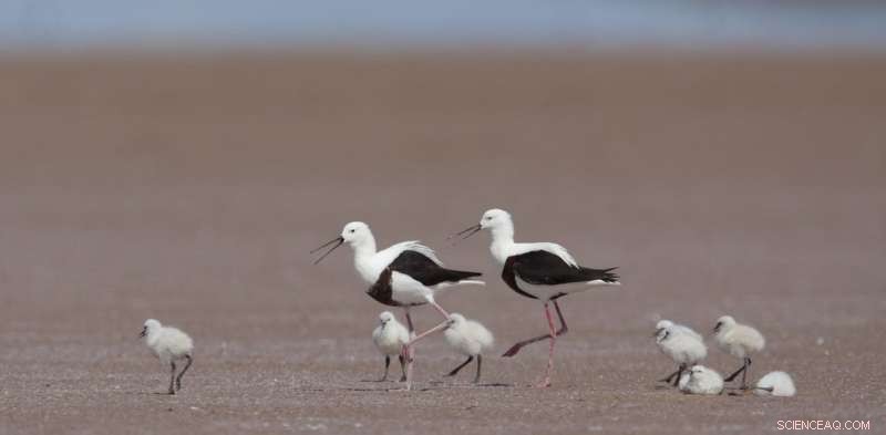 Banded Stilts Travel 300 km to Lay Eggs Weighing Over Half Their Body Weight