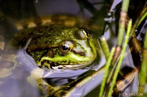 Turkey Releases 7,500 Illegally Hunted Frogs into Rivers for Conservation