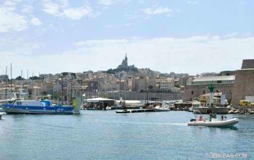 Large Whale Causes Temporary Closure of Marseille Marina