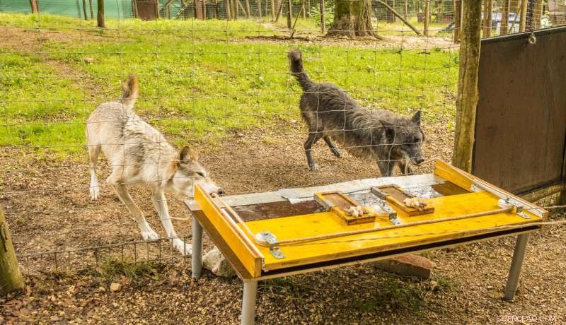 Research Finds Wolves Cooperate More with Pack Than Dogs Do with Their Own