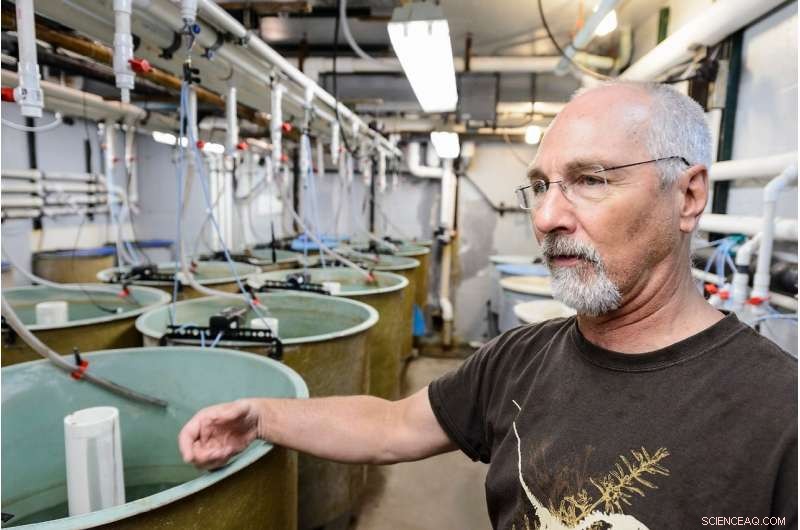 Fish Accelerate Growth Twice as Fast When Facing Predators