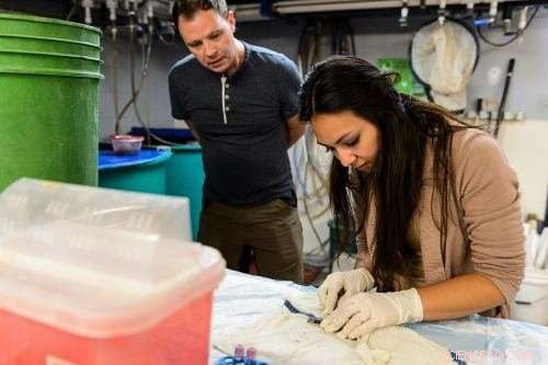 Fish Accelerate Growth Twice as Fast When Facing Predators