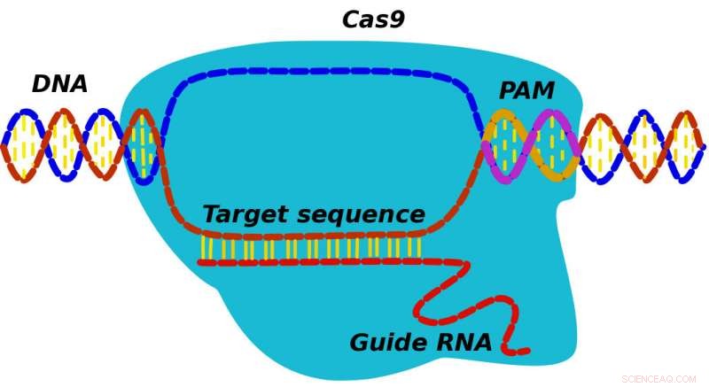 Speed Enhances CRISPR Genome Editing: Efficiency Meets Precision