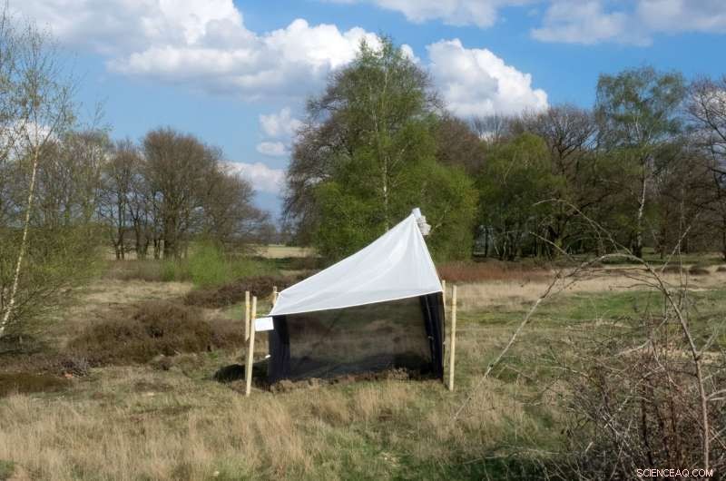 Study Finds Over 75% Decline in Flying Insect Biomass Across 27 Years in Protected Areas