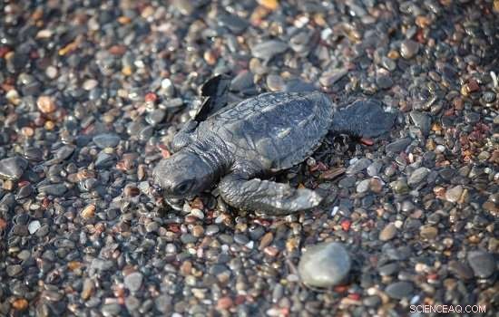 MasterChef Method Saves Endangered Sea Turtle Eggs During Transport