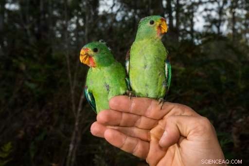 Urgent Conservation Effort to Protect Critically Endangered Swift Parrots in Australia