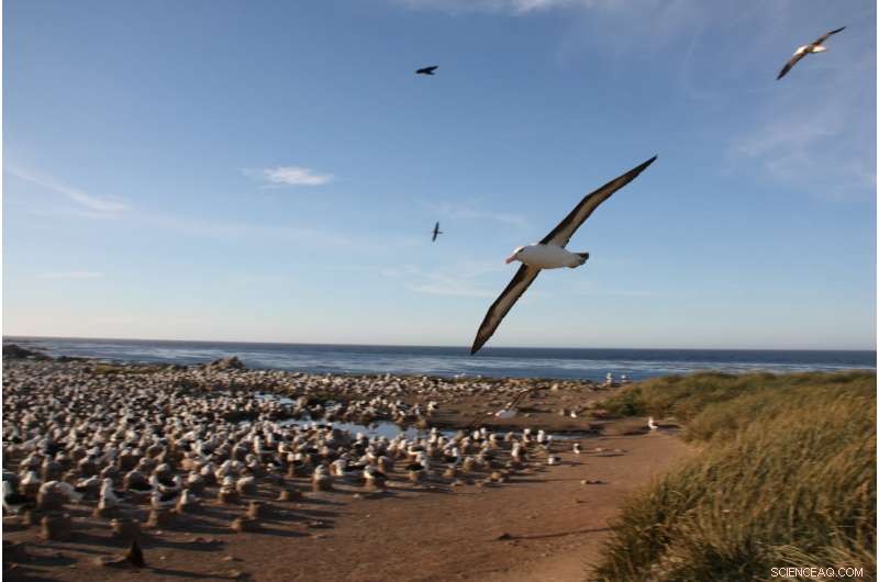 DNA Analysis of Albatross Droppings Uncovers Surprising Diet of Top Marine Predator