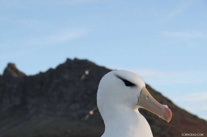 DNA Analysis of Albatross Droppings Uncovers Surprising Diet of Top Marine Predator