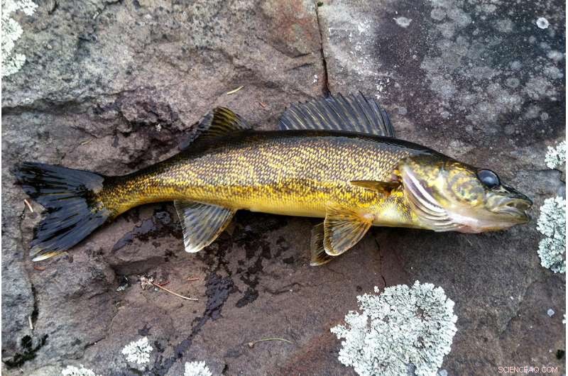 Illinois Sportfish Populations Rebound Thanks to 1972 Clean Water Act, Scientists Report