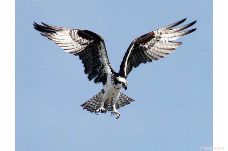 Revitalizing Signal Detection Theory: New Insights for Behavioral Science