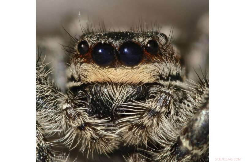 Mating Immediately Suppresses Sexual Receptivity in Female Jumping Spiders