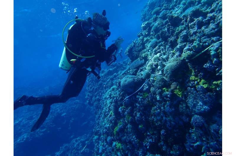 Global Study Forecasts Significant Shifts in Shallow Reef Ecosystems Amid Rising Sea Temperatures