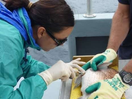 Snapper Family Ties Offer Fresh Evidence Supporting Marine Reserves