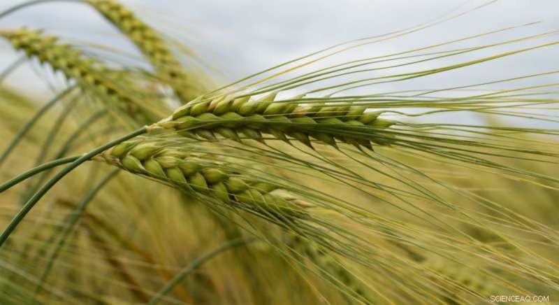 New Genetic Pathway Boosts Barley Grain Size and Uniformity