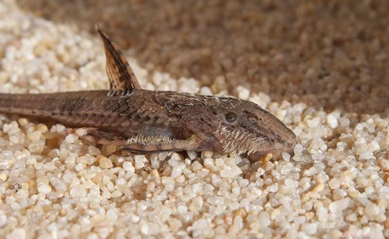 New Study Reveals Tooth-Like Odontodes on Catfish Species