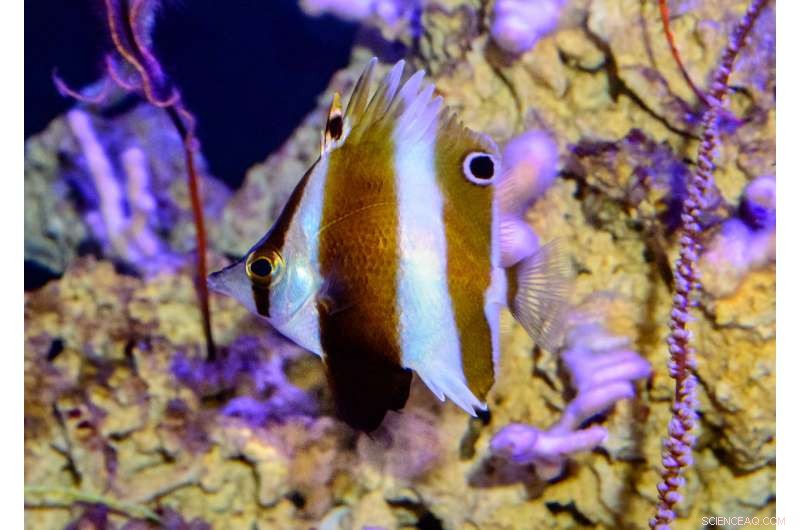 New Butterflyfish Species Unveiled from Philippine Twilight Zone