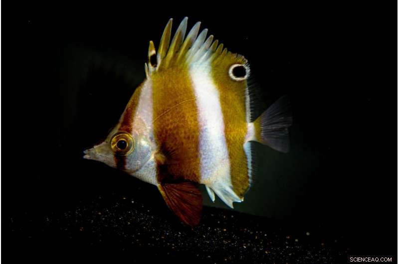 New Butterflyfish Species Unveiled from Philippine Twilight Zone