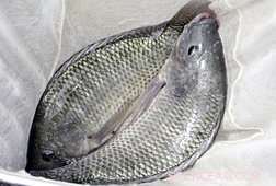 Breakthrough in Tilapia Breeding: Reducing Streptococcosis in Farmed Fish