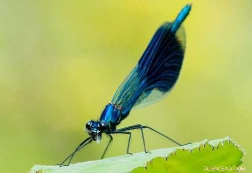 Germany’s Nature Reserves Face Alarming 76% Decline in Flying Insects, Study Finds