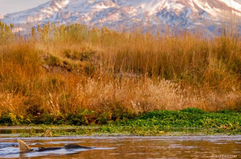 Salmon Spawning Behavior Linked to Riverbed Geology, Study Finds