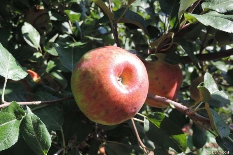 New Diagnostic Test Predicts Bitter Pit in Honeycrisp Apples, Boosting Quality Control