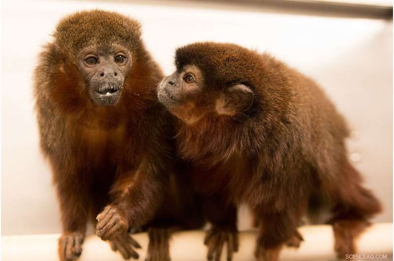 Scientists Reveal Jealousy in Monogamous Monkeys
