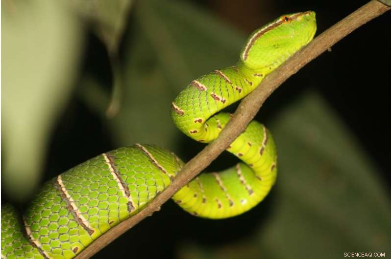 Logged Tropical Rainforests Continue to Protect Biodiversity Amid Rising Temperatures