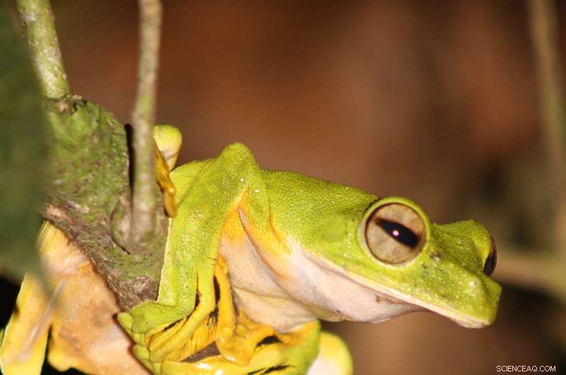 Logged Tropical Rainforests Continue to Protect Biodiversity Amid Rising Temperatures