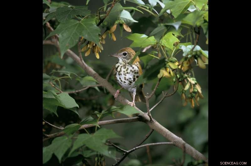 Forests are Essential for Protecting Nesting Songbirds During Drought